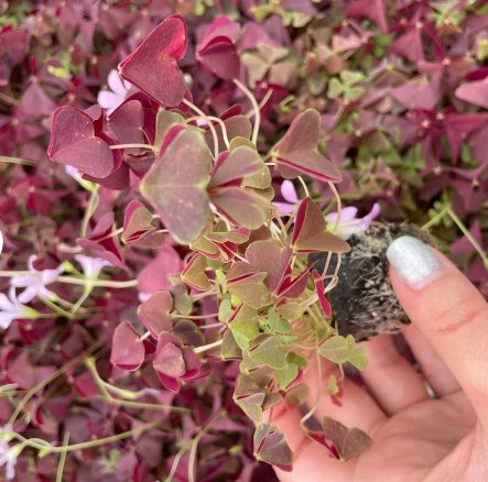 2 Ebony Allure Live Plant Oxalis Triangularis For Garden