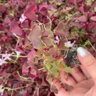 2 Ebony Allure Live Plant Oxalis Triangularis For Garden