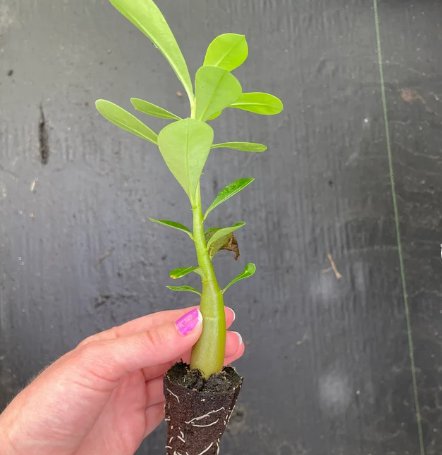 Desert Rose Pink 2 Live Plant 'Adenium Obesum' For Garden