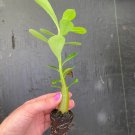 Desert Rose Pink 2 Live Plant 'Adenium Obesum' For Garden