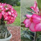 'Adenium Obesum' 8 Live Plant Desert Rose Pink For Garden