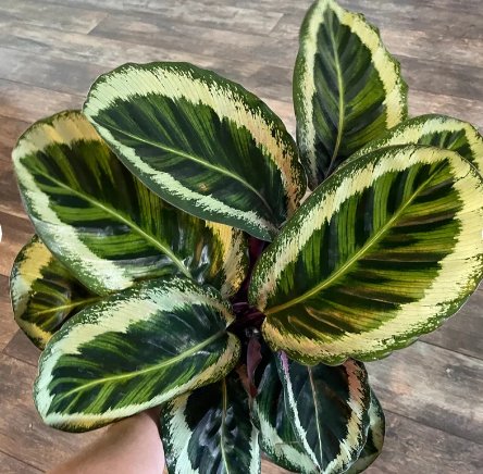 1 Live Plant Calathea Angela Starter Plant For Garden