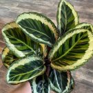 1 Live Plant Calathea Angela Starter Plant For Garden