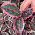 Starter Plant 4 Calathea Angela Live Plant For Garden