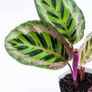 8 Starter Plant Calathea Angela Live Plant For Garden