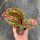 16 Starter Plant Calathea Angela Live Plant For Garden