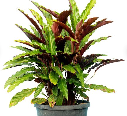 1 Calathea Rufibarba Starter Plant Live Plant For Garden