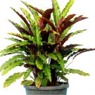 1 Calathea Rufibarba Starter Plant Live Plant For Garden