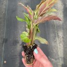 Starter Plant Calathea Rufibarba 4 Live Plant For Garden