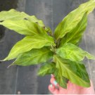 Starter Plant Calathea 16 Live Plant Rufibarba For Garden