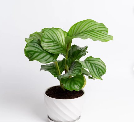 1Pcs Calathea Orbifolia Live Plant For Garden