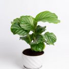 1Pcs Calathea Orbifolia Live Plant For Garden