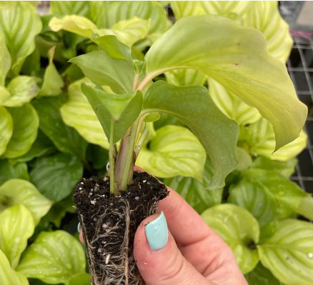 Calathea Orbifolia Live Plant 4Pcs For Garden