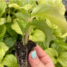 Calathea Orbifolia Live Plant 4Pcs For Garden