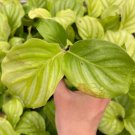Live Plant 8Pcs For Garden Calathea Orbifolia