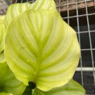 16 Pcs Live Plant For Garden Calathea Orbifolia