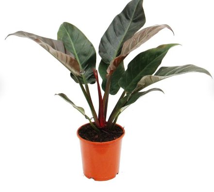 1 Pcs Live Plant Philodendron 'Imperial Red' Starter Plant For Garden