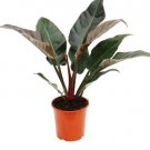 1 Pcs Live Plant Philodendron 'Imperial Red' Starter Plant For Garden