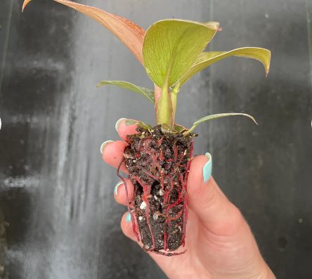Philodendron 2 Pcs Live Plant 'Imperial Red' Starter Plant For Garden