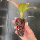 Philodendron 2 Pcs Live Plant 'Imperial Red' Starter Plant For Garden