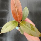 Philodendron Live Plant 4 Pcs 'Imperial Red' Starter Plant For Garden