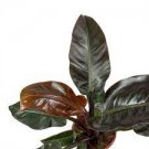 16 Pcs 'Imperial Red' Philodendron Live Plant Philodendron Starter Plant For Garden