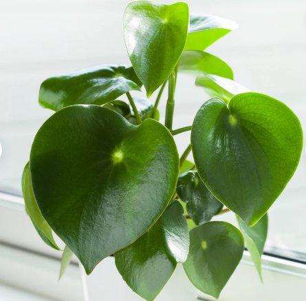 1 Pcs Peperomia Raindrop Live Plant For Garden