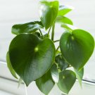 1 Pcs Peperomia Raindrop Live Plant For Garden