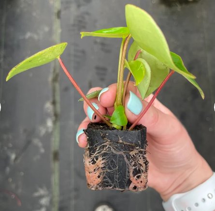 Peperomia Raindrop 2 Pcs Live Plant For Garden