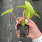 Peperomia Raindrop 2 Pcs Live Plant For Garden
