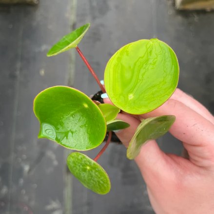 Raindrop 4 Pcs Peperomia Live Plant For Garden