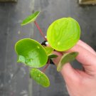 Raindrop 4 Pcs Peperomia Live Plant For Garden