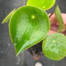 8 Pcs Raindrop Peperomia Live Plant For Garden