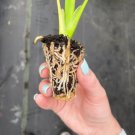 Live Plant 16 Pcs Raindrop Peperomia For Garden