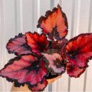 Live Plant 1 Begonia Harmony's Red Robin For Garden