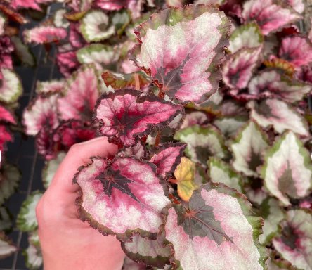 Harmony's Red Robin Live Plant 2 Begonia For Garden