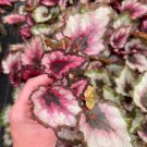 Harmony's Red Robin Live Plant 2 Begonia For Garden