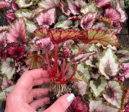 4 Harmony's Red Robin Live Plant Begonia For Garden