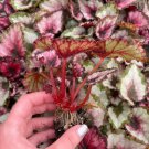 4 Harmony's Red Robin Live Plant Begonia For Garden