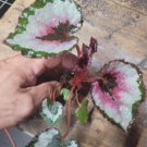 Live Plant Begonia For Garden 8 Harmony's Red Robin