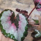 Begonia For Garden 16 Live Plant Harmony's Red Robin