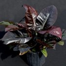 1 Philodendron Black Cardinal Live Plant For Garden