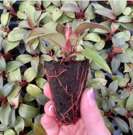 Black Cardinal Live Plant 2 Philodendron For Garden
