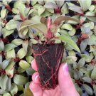 Black Cardinal Live Plant 2 Philodendron For Garden