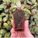 8 Philodendron Live Plant Black Cardinal For Garden