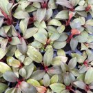 Philodendron Live Plant Black 16 Cardinal For Garden