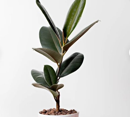 Ficus Elastica Burgundy Rubber Plant Starter Plant 1 Live Plant For Garden