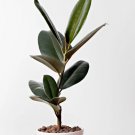 Ficus Elastica Burgundy Rubber Plant Starter Plant 1 Live Plant For Garden