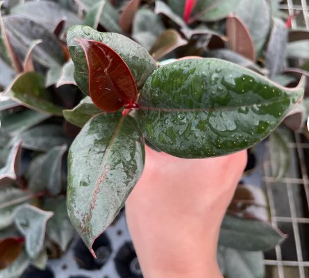 Burgundy Rubber Plant Starter Plant 4 Live Plant Ficus Elastica For Garden