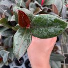 Burgundy Rubber Plant Starter Plant 4 Live Plant Ficus Elastica For Garden